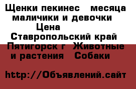 Щенки пекинес,2 месяца,маличики и девочки › Цена ­ 3 000 - Ставропольский край, Пятигорск г. Животные и растения » Собаки   